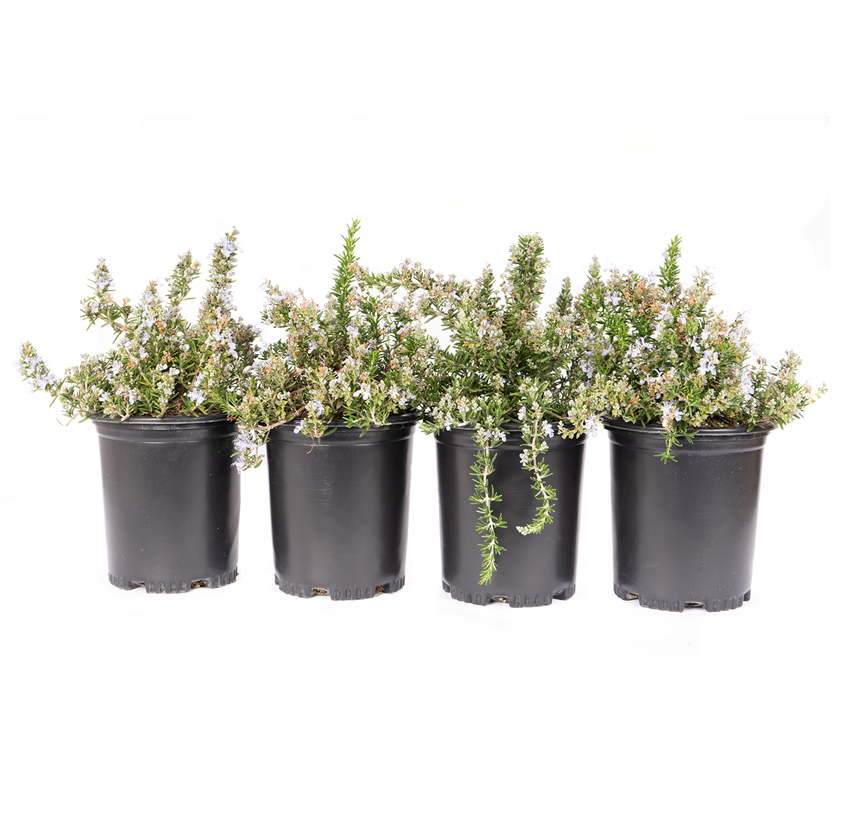 Creeping Rosemary Shrub (4-Pack)