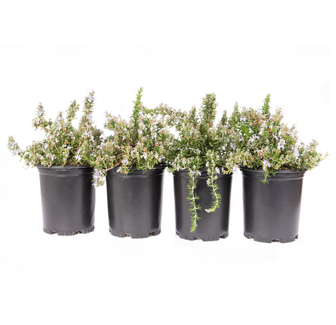 Creeping Rosemary Shrub (4-Pack)