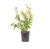 Pink Lemonade Blueberry Bush