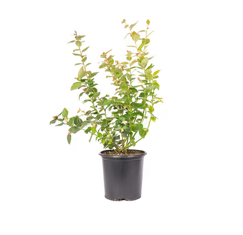 Pink Lemonade Blueberry Bush