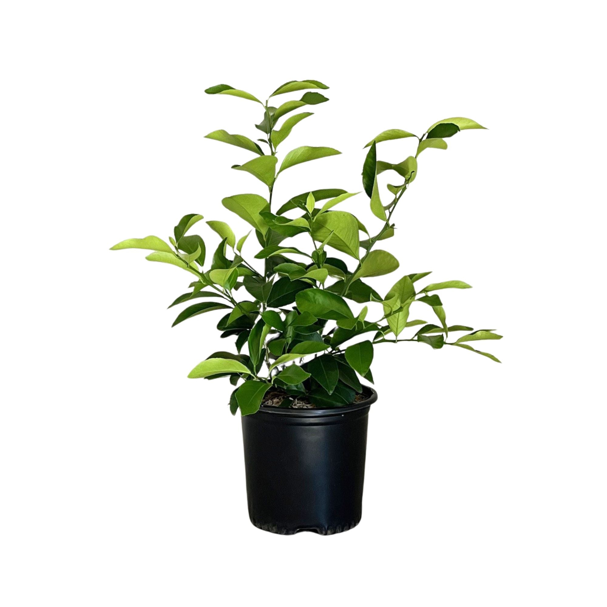 Meyer Lemon Semi-Dwarf Tree