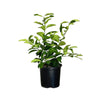 Meyer Lemon Semi-Dwarf Tree