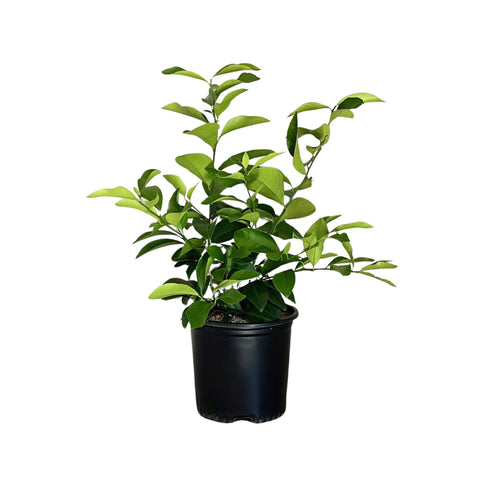 Meyer Lemon Semi-Dwarf Tree