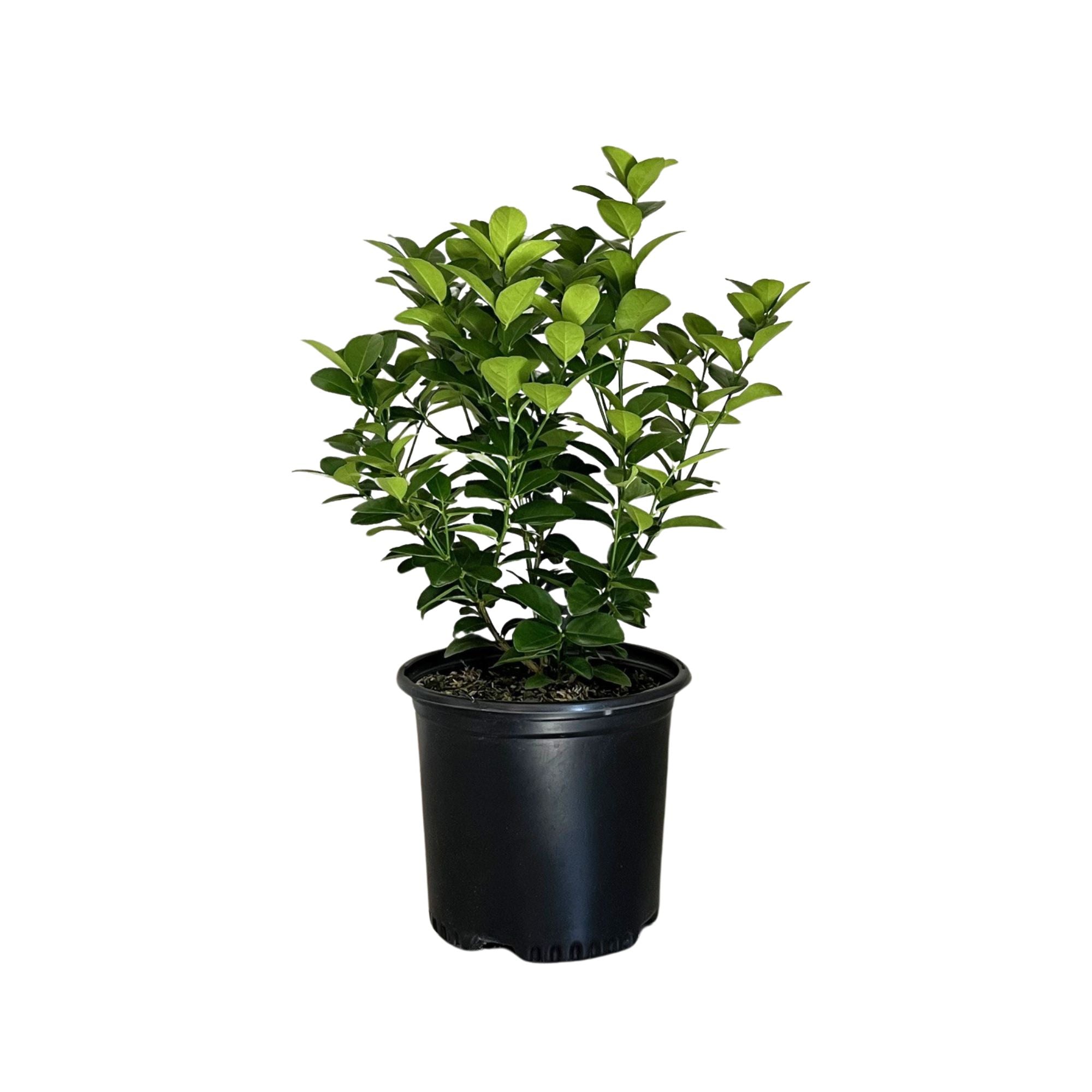 Calamondin Tree