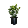 Calamondin Tree