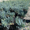 'Blue Chalksticks' Senecio (4-Pack)