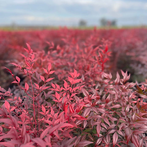 'Gulfstream' Heavenly Bamboo Shrub