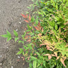 'Gulfstream' Heavenly Bamboo Shrub