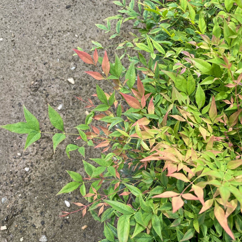 'Gulfstream' Heavenly Bamboo Shrub