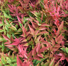 'Gulfstream' Heavenly Bamboo Shrub