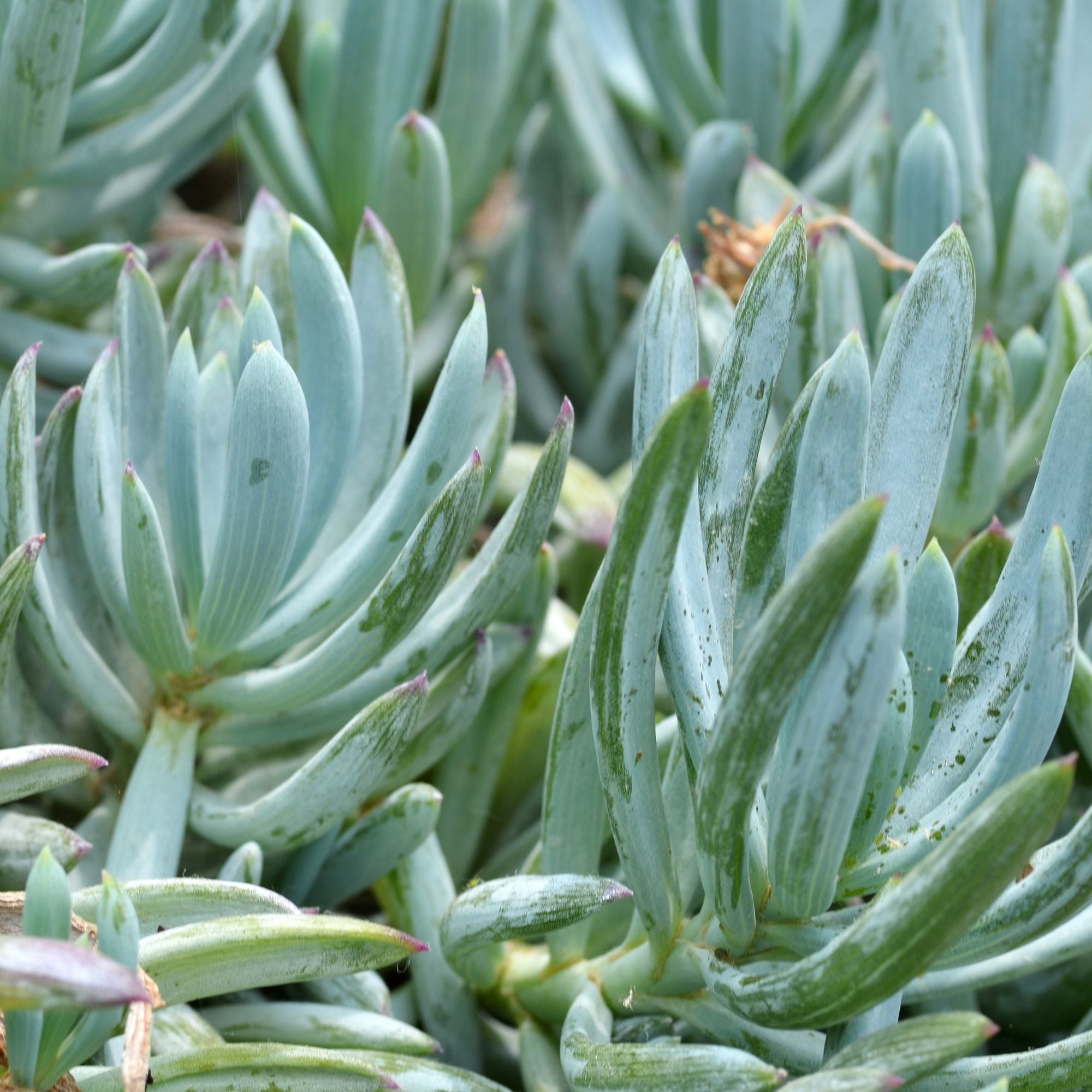 'Blue Chalksticks' Senecio (4-Pack)