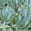 'Blue Chalksticks' Senecio (4-Pack)