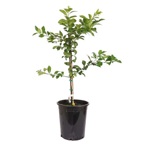 Eureka Lemon Tree