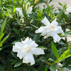 Cape Jasmine (4-Pack)