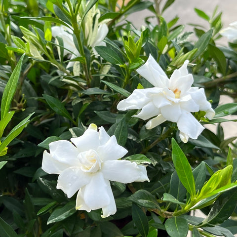 Cape Jasmine (4-Pack)