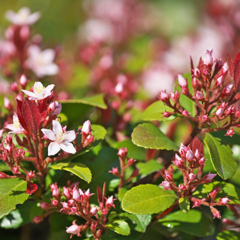 'Jack Evans' Indian Hawthorn Shrub