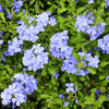 'Royal Cape' Plumbago (4-Pack)