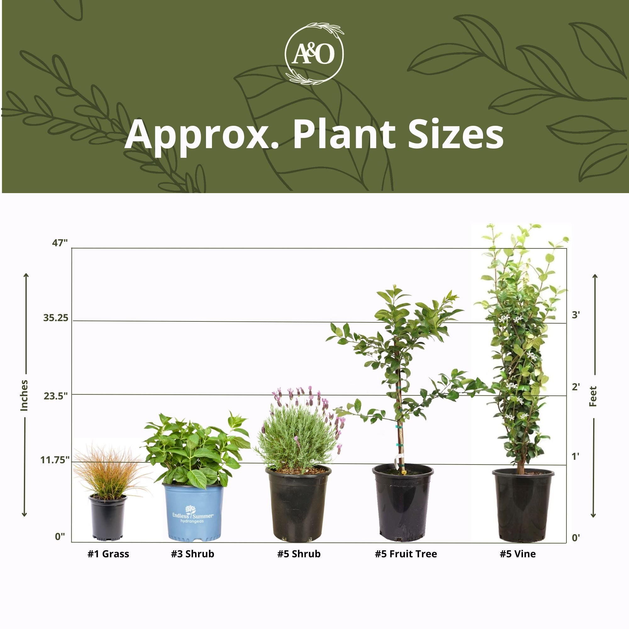 Creeping Rosemary Shrub (4-Pack)