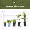 Creeping Rosemary Shrub (4-Pack)