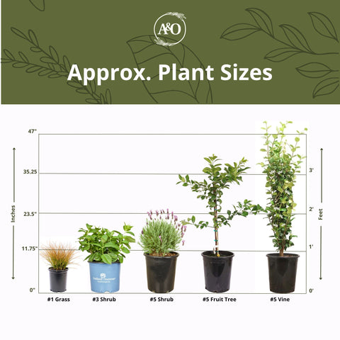 Creeping Rosemary Shrub (4-Pack)