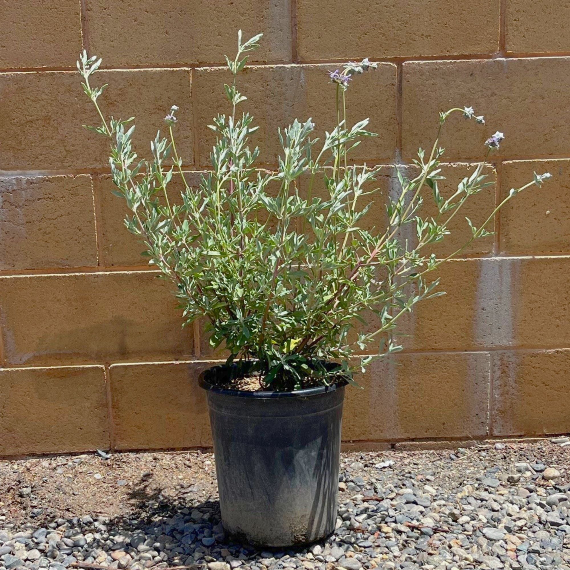 Cleveland Sage Bush