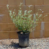 Cleveland Sage Bush