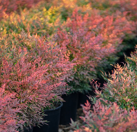 'Gulfstream' Heavenly Bamboo Shrub