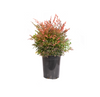 'Gulfstream' Heavenly Bamboo Shrub