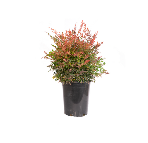 'Gulfstream' Heavenly Bamboo Shrub