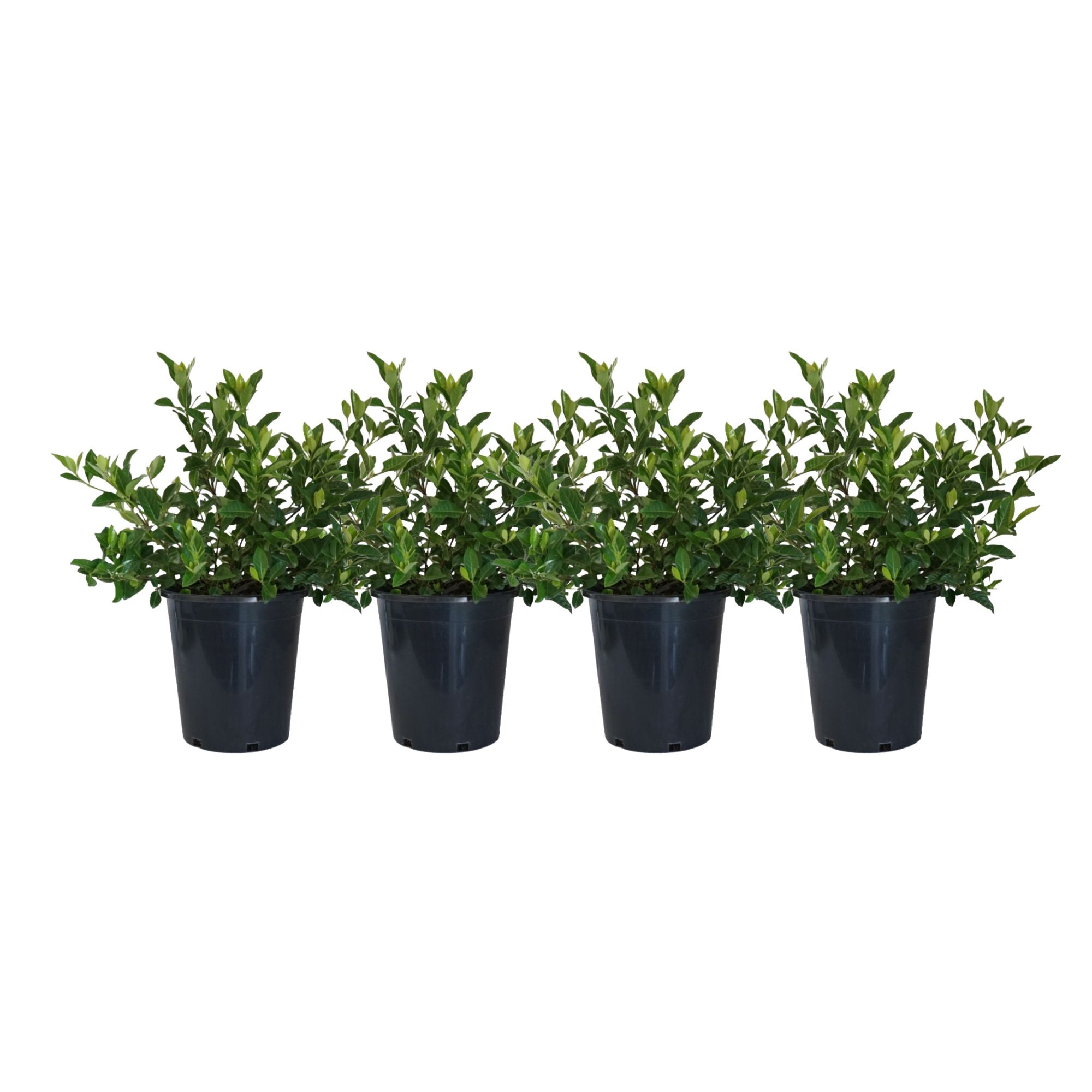 Cape Jasmine (4-Pack)