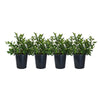 Cape Jasmine (4-Pack)