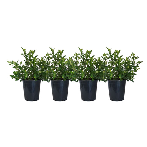 Cape Jasmine (4-Pack)