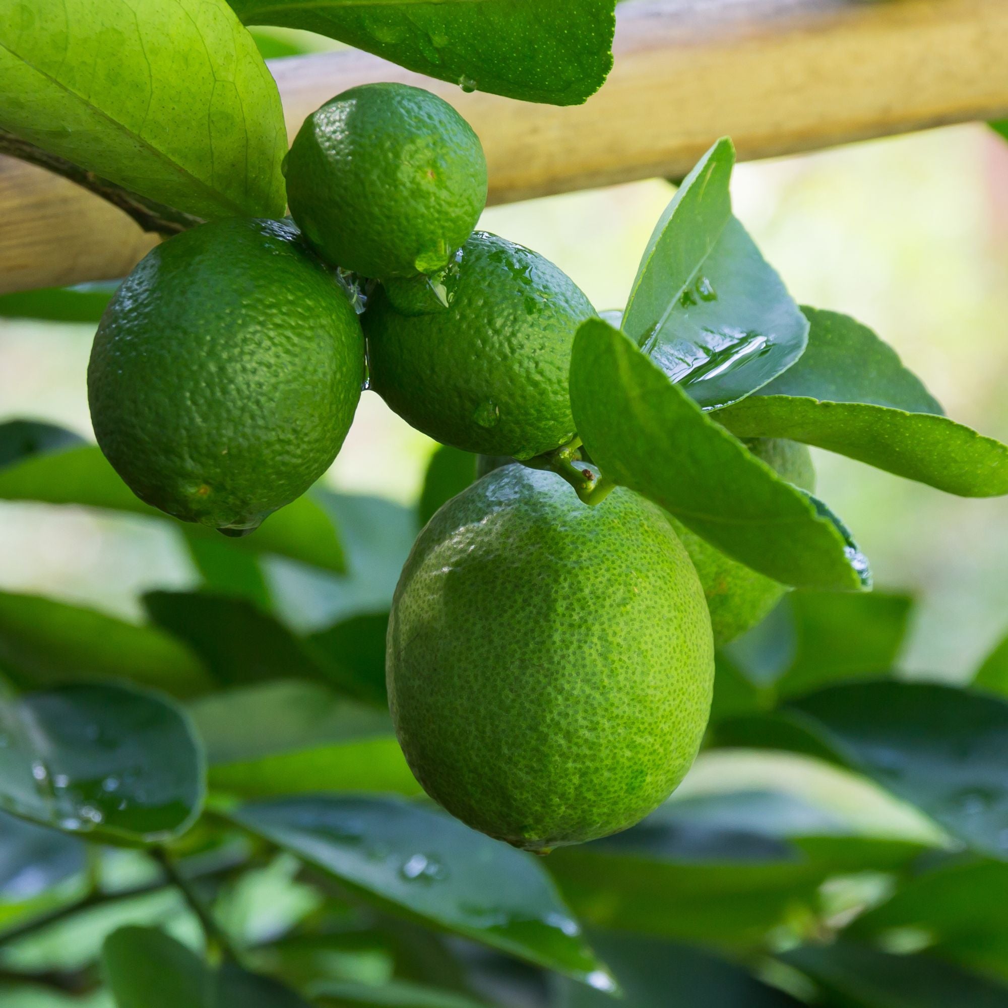 Bearss Lime Tree