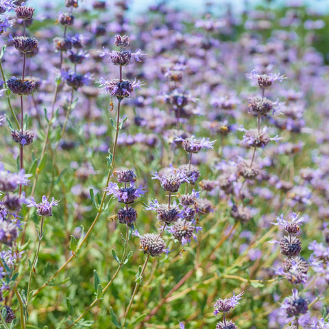 Cleveland Sage Bush