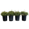 Mirror Bush (4-Pack)