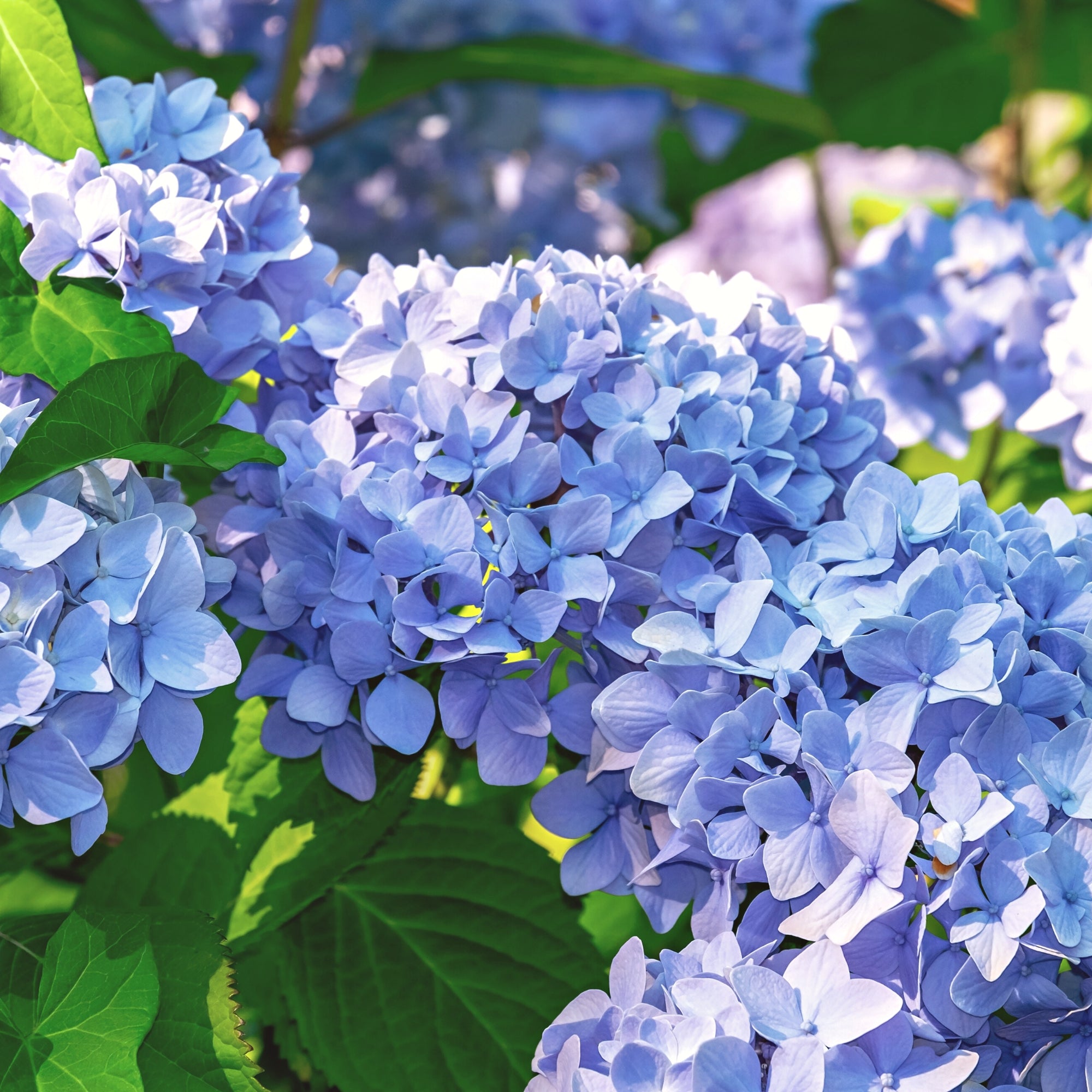 Hydrangea Shrub