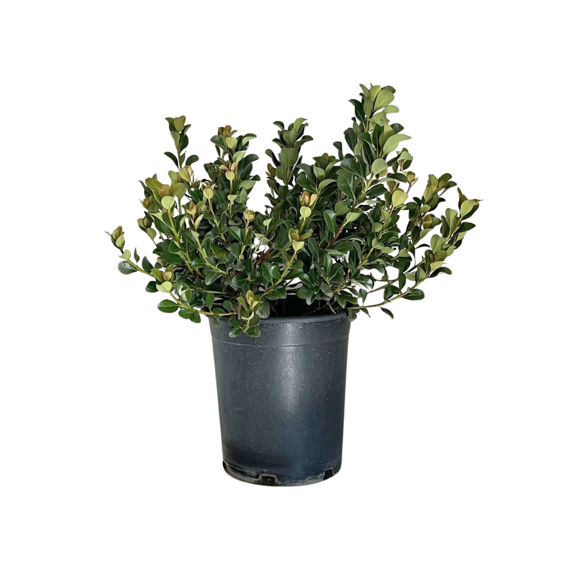 'Jack Evans' Indian Hawthorn Shrub