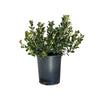'Jack Evans' Indian Hawthorn Shrub