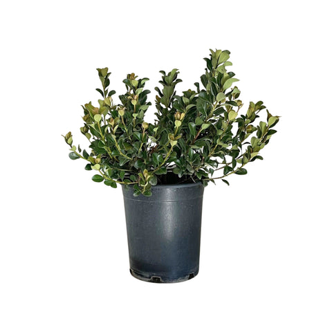 'Jack Evans' Indian Hawthorn Shrub