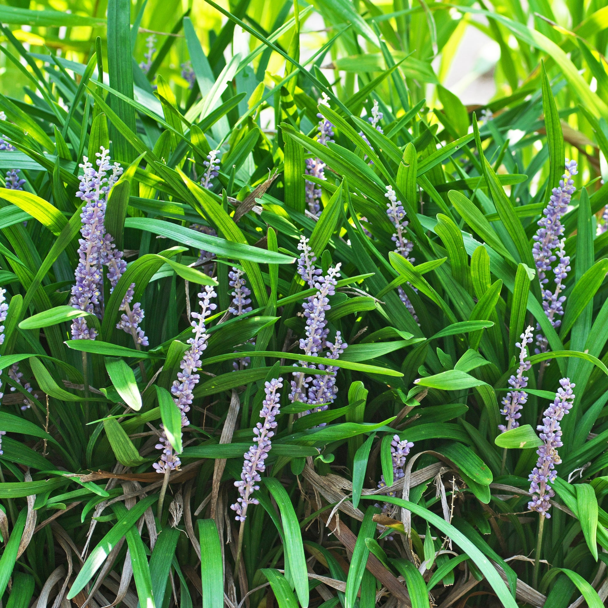 Turf Lily Grass (4-Pack)