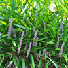 Turf Lily Grass (4-Pack)