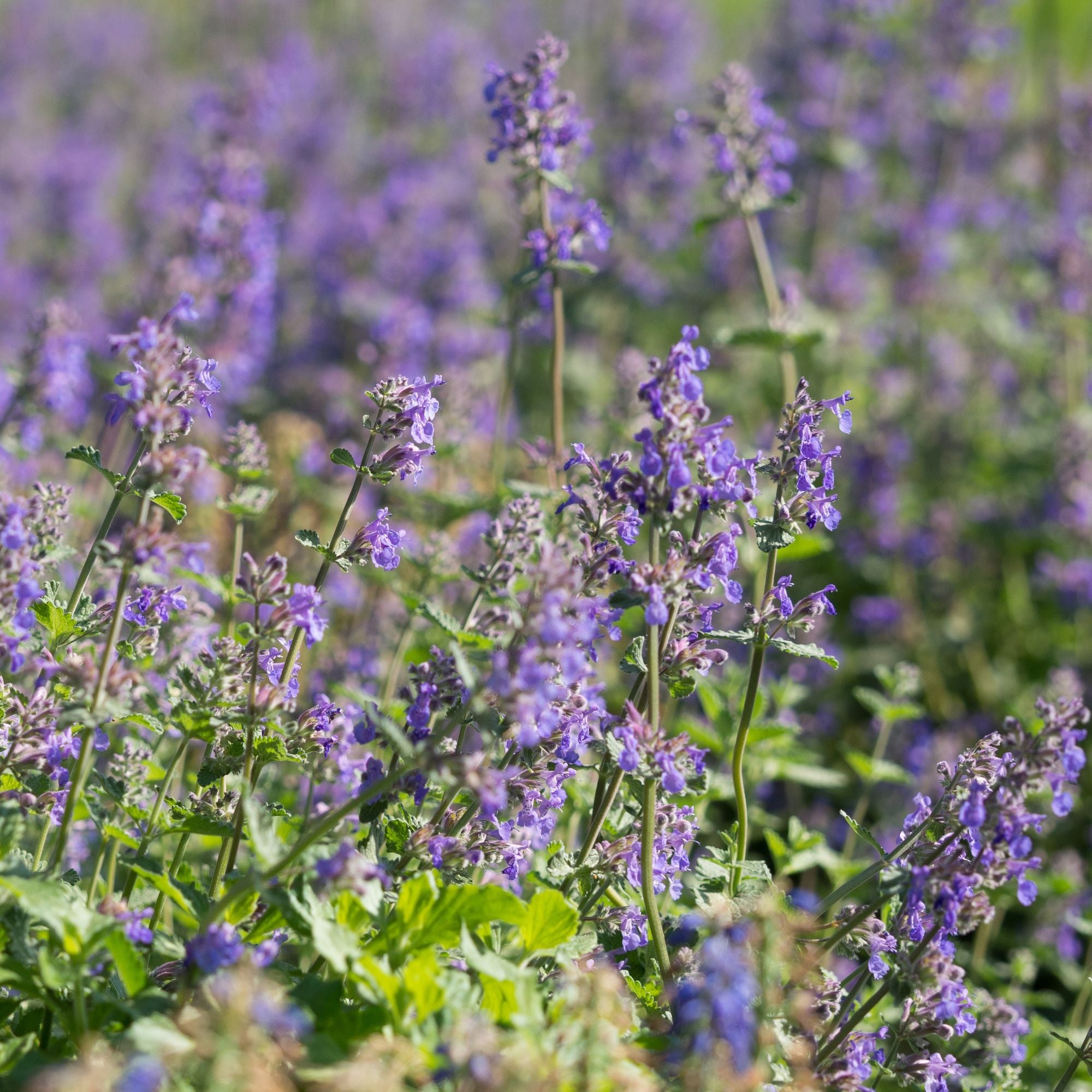 'Walker's Low' Catmint (4-Pack)