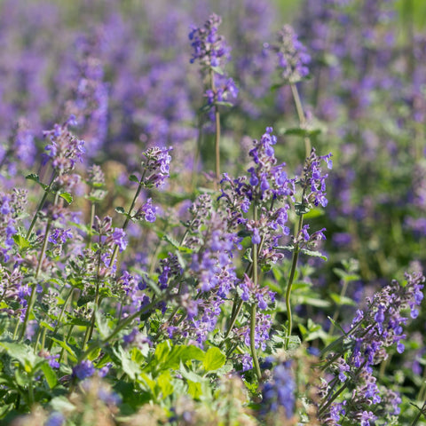 'Walker's Low' Catmint (4-Pack)