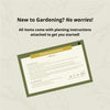 'Walker's Low' Catmint (4-Pack)