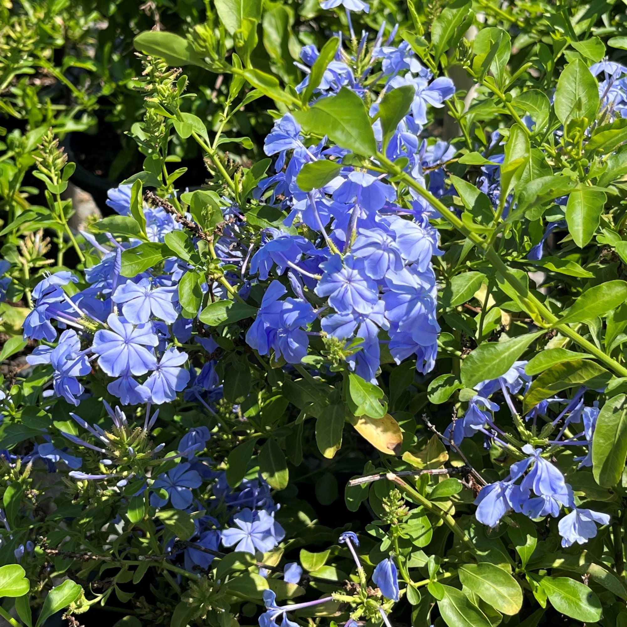 'Royal Cape' Plumbago (4-Pack)