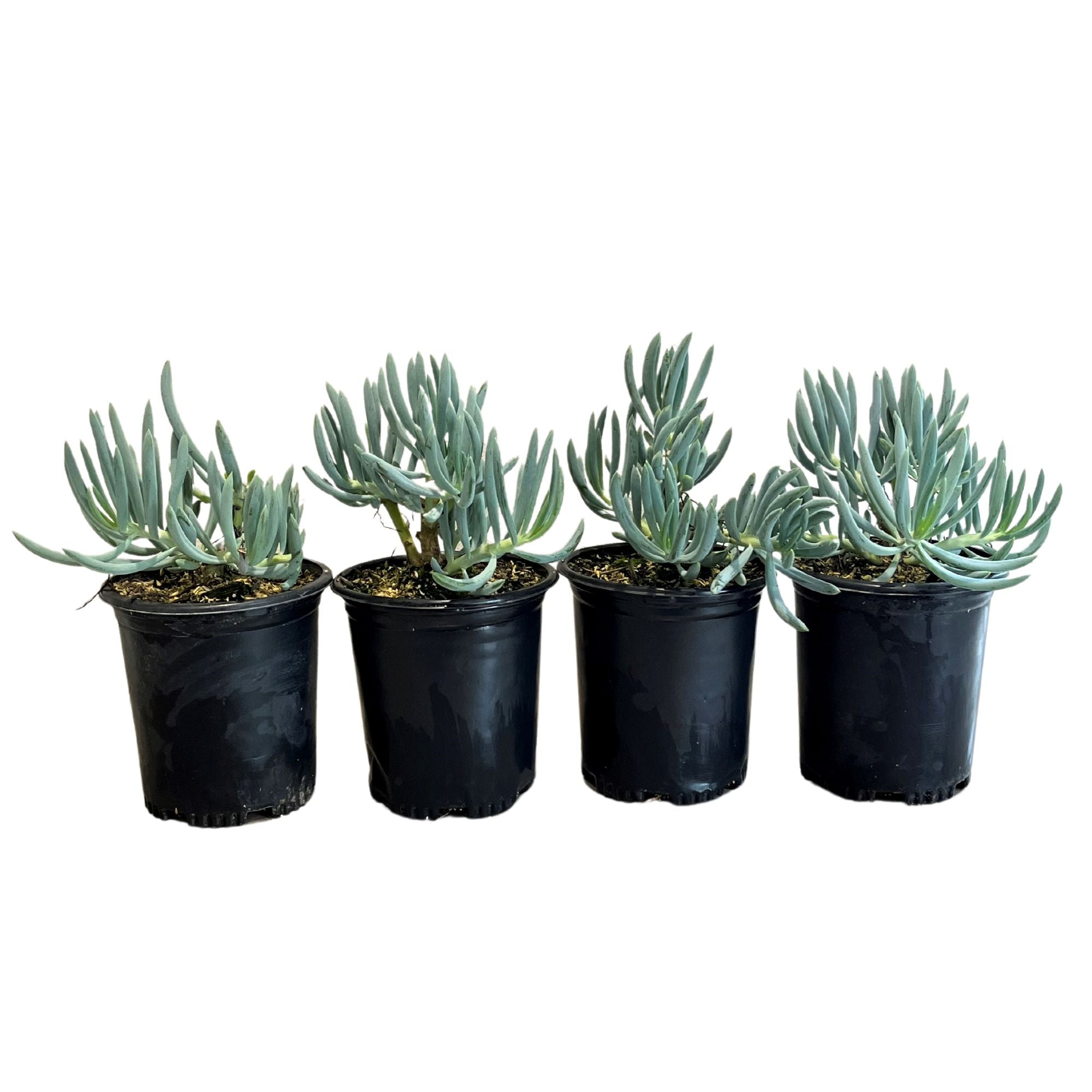 'Blue Chalksticks' Senecio (4-Pack)