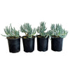 'Blue Chalksticks' Senecio (4-Pack)
