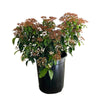 Spring Bouquet Viburnum