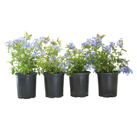 'Royal Cape' Plumbago (4-Pack)