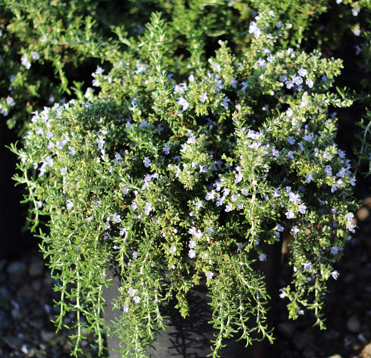 Creeping Rosemary Shrub (4-Pack)